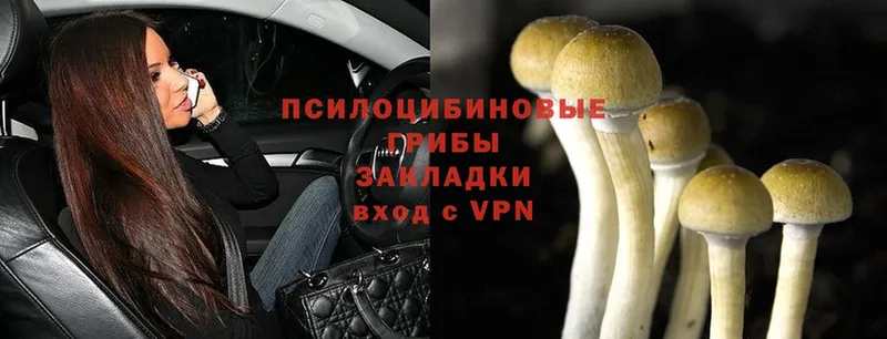 Галлюциногенные грибы Psilocybine cubensis Белоозёрский